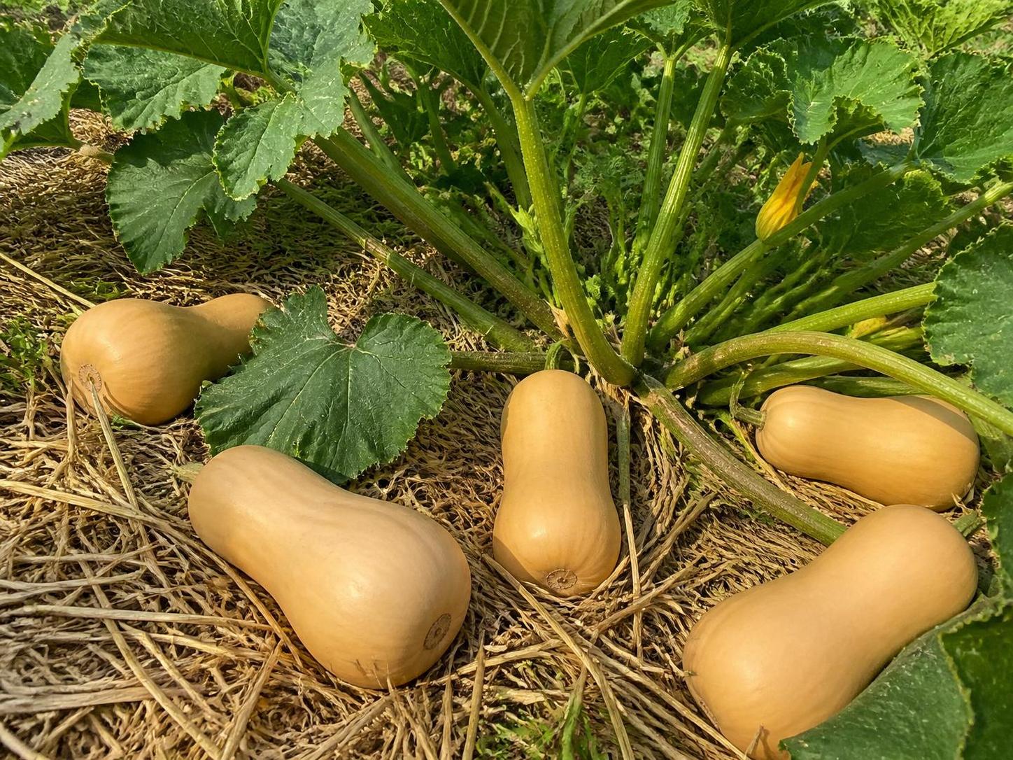 Combien de butternut par pied : planifier son potager pour une belle récolte d'automne 2 découvrez combien de courges butternut planter par pied pour optimiser votre potager et assurer une récolte abondante cet automne. conseils pratiques et astuces de jardinage.