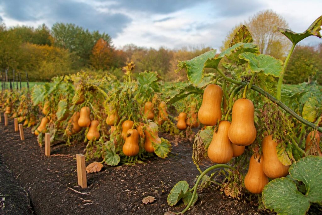 découvrez combien de plants de butternut planter par pied pour optimiser votre potager et assurer une récolte généreuse à l'automne.