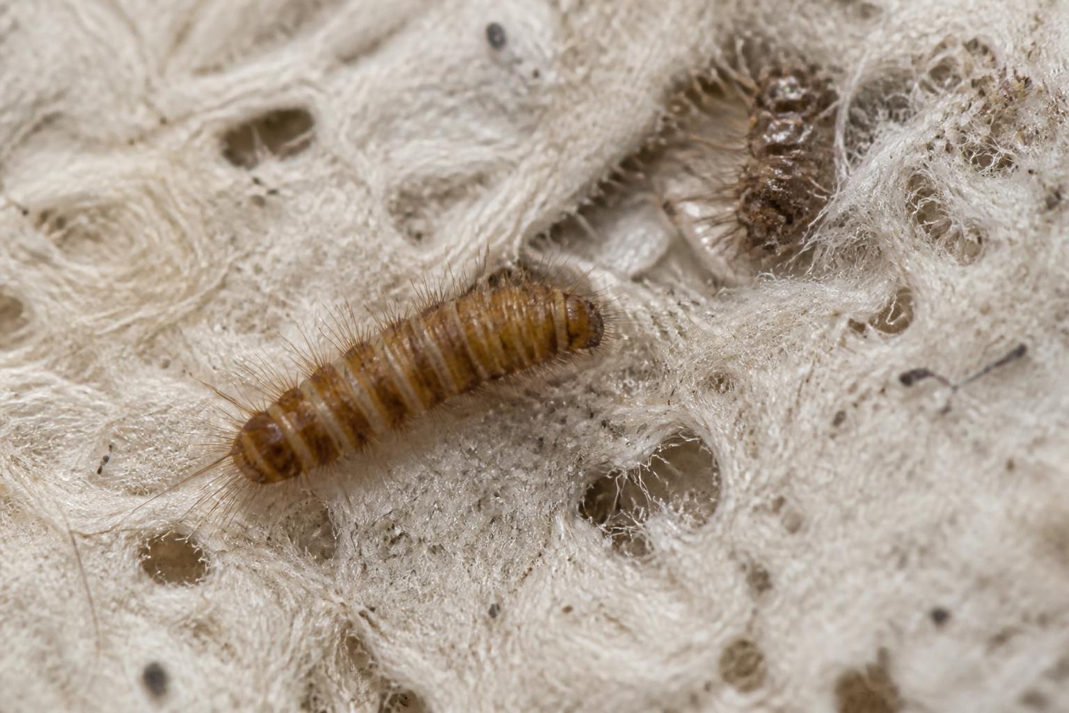 découvrez comment identifier une infestation de larves d'anthrène dans vos matelas et apprenez les meilleures méthodes pour protéger efficacement vos textiles et votre mobilier contre ces parasites.