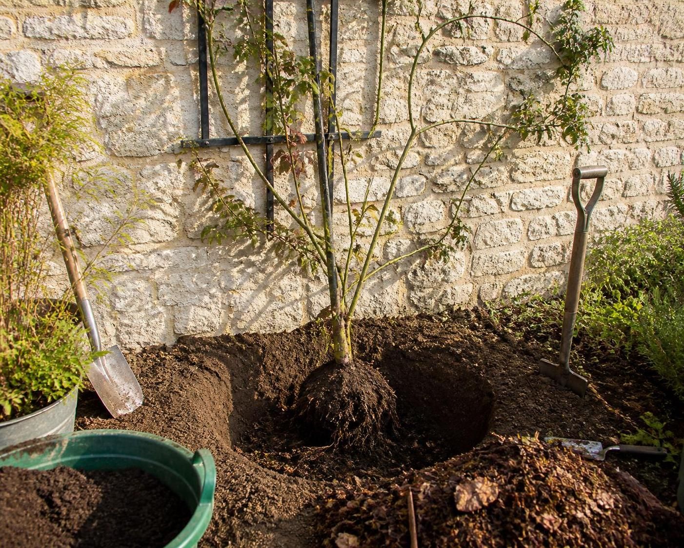 découvrez notre guide complet pour planter un rosier grimpant et garantir un enracinement réussi, avec des conseils pratiques pour une croissance florissante et durable.