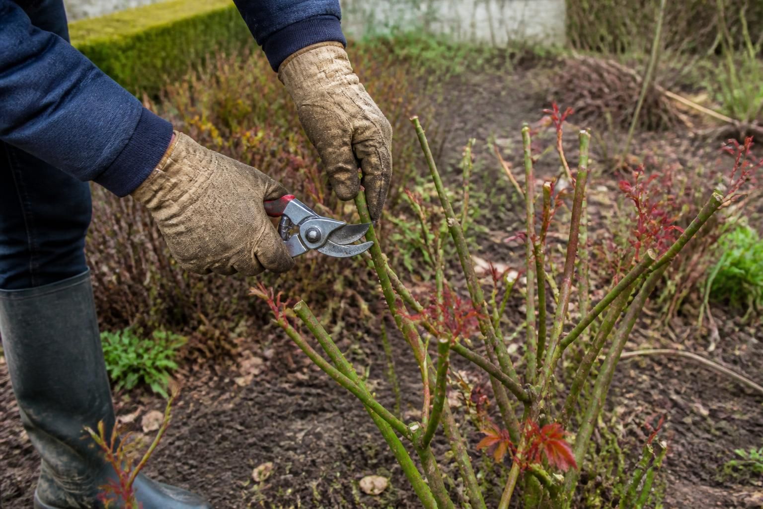 découvrez notre guide pratique pour tailler chaque variété de rosier au bon moment et assurer une floraison abondante et saine toute l'année.