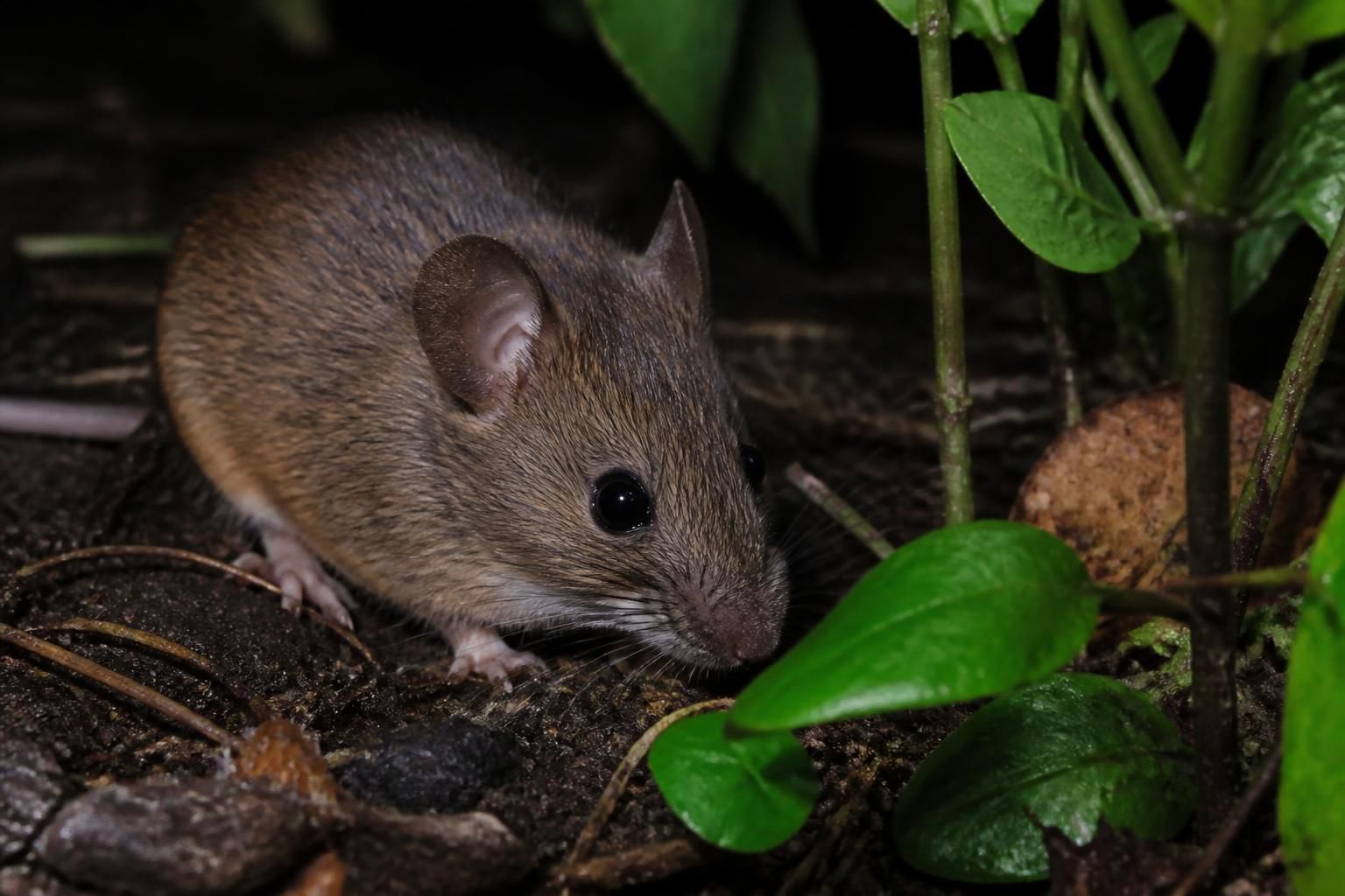découvrez ce que mange le mulot et apprenez nos conseils pratiques pour prévenir son invasion dans votre maison et votre jardin.